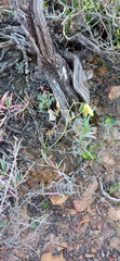 Albuca viscosa