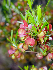 Dodonaea viscosa cuneata