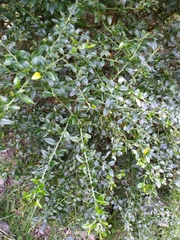 Prinsepia scandens
