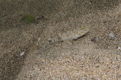 Favonigobius