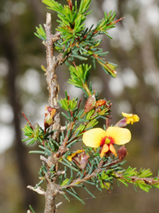 Dillwynia ramosissima