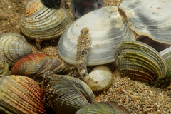 Favonigobius exquisitus