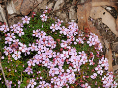 Euryomyrtus ramosissima ramosissima