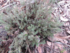 Acrotriche serrulata