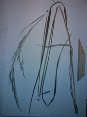 Achnatherum pekinense