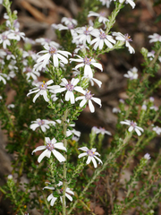 Olearia minor