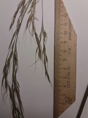 Achnatherum pekinense