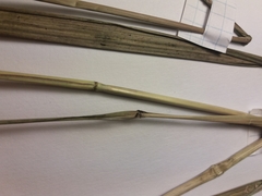 Achnatherum pekinense