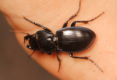 Pasimachus elongatus