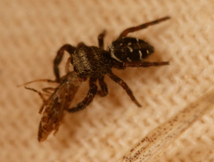Phidippus olympus