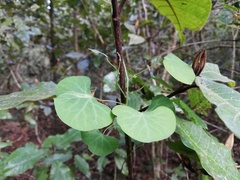 Cissampelos torulosa