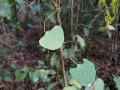 Cissampelos torulosa