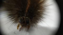Spilosoma