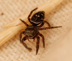 Phidippus olympus