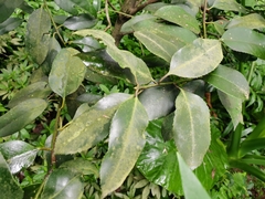 Ilex latifolia