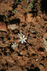 Ornithogalum hispidum