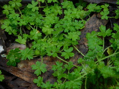 Hydrocotyle foveolata