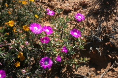 Lampranthus haworthii
