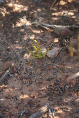 Eriospermum proliferum