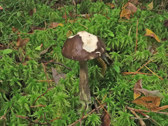 Leccinum variicolor