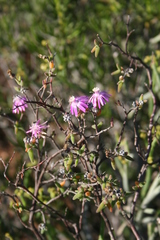 Drosanthemum karrooense