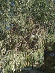 Elaeagnus angustifolia