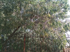 Elaeagnus angustifolia