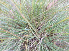 Lomandra collina