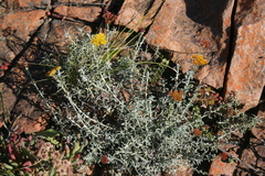 Helichrysum rutilans