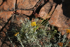 Helichrysum rutilans