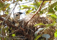 Stizoptera bichenovii bichenovii