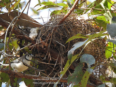 Stizoptera bichenovii bichenovii