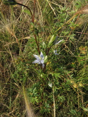 Lomatogonium rotatum