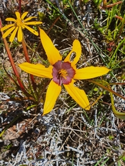 Pauridia canaliculata