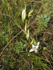 Lomatogonium rotatum