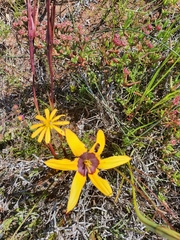 Pauridia canaliculata