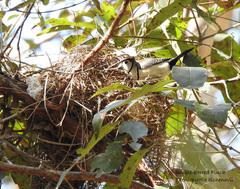 Stizoptera bichenovii bichenovii