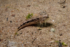 Cockabully photo 2