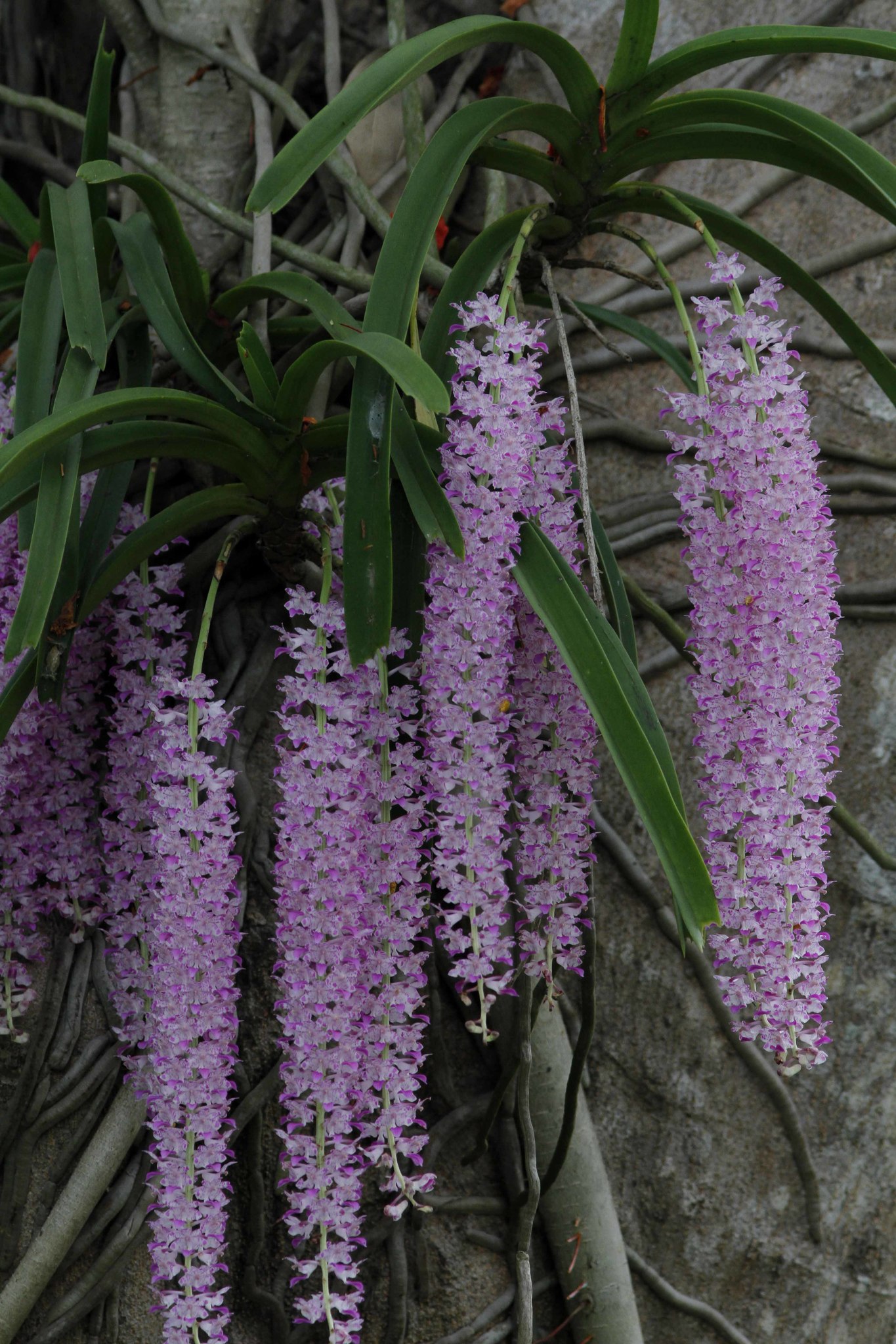 Foxtail Orchid Rhynchostylis retusa iNaturalist United Kingdom