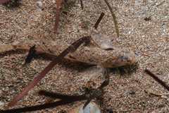 Favonigobius exquisitus