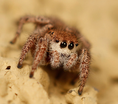 Habronattus festus