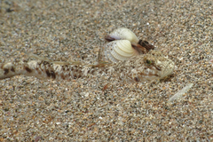 Favonigobius exquisitus