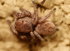 Habronattus festus