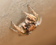 Habronattus festus