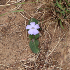 Brunoniella