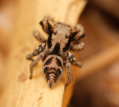 Habronattus festus