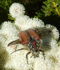Trichostetha capensis hottentotta