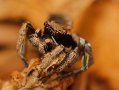 Habronattus festus