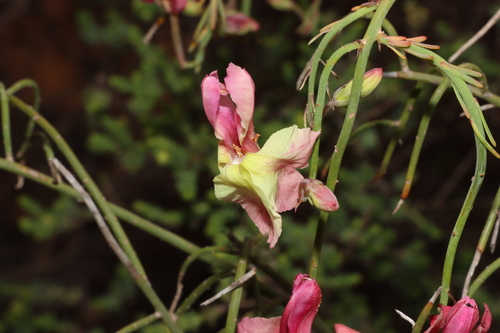 Leschenaultia linarioides, photograph 3