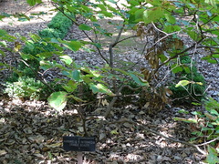 Hamamelis × intermedia